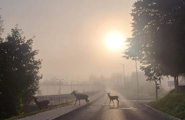 Leśne Wzgórze nad Soliną - Foto 28