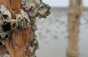 Capt'n Eike - Foto 29