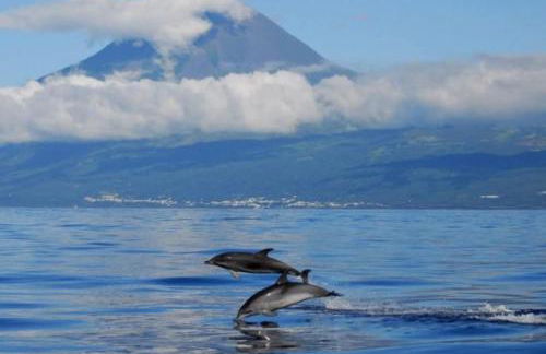 Adega do capitao - Foto 18