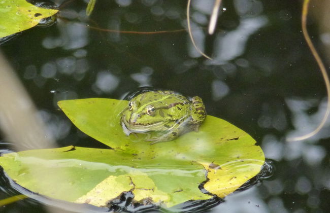 Villa-Hufeland - Foto 50