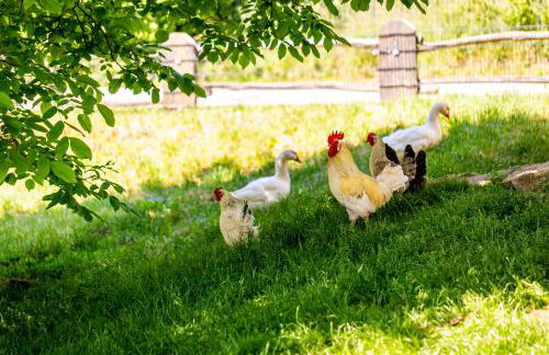 Ferienhof Domäne Groschwitz - Foto 29