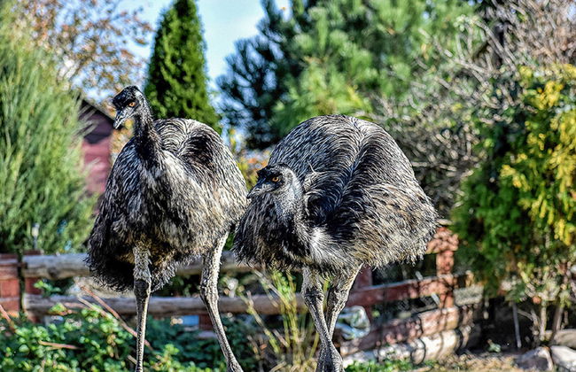 Skarlinówka - Foto 21