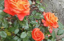 Rose Garden Cottage - Foto 6