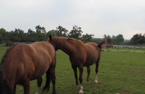 Ferienwohnung "Eifelstueffje" - Foto 67