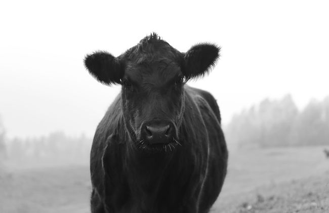 Helgaker Gård - Foto 44