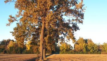 La Villa delle Rose - Foto 2