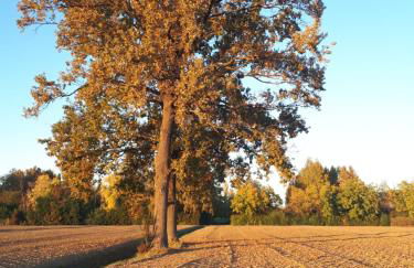 La Villa delle Rose - Photo 2