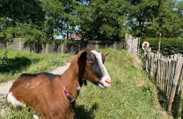 Deichgraf Emden - Foto 6