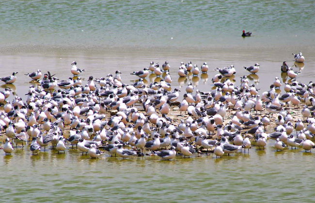 Pantanos de Villa Day Trip - Foto 5