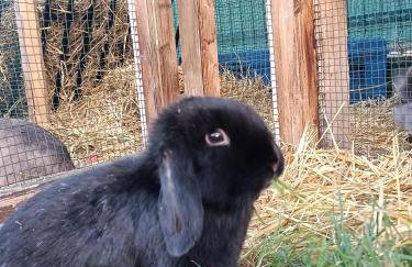 Letnia Oaza "Akacja" - Foto 33