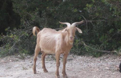 Villa Amelia - Foto 8