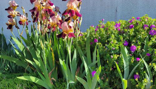 Le Cocon d'Ellie M - Photo 4, Garden