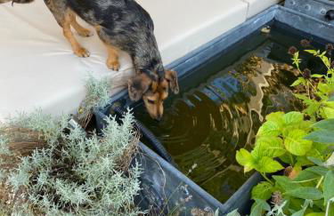 Eclectic Barn - Pergola & Dog-Friendly Garden - Photo 51