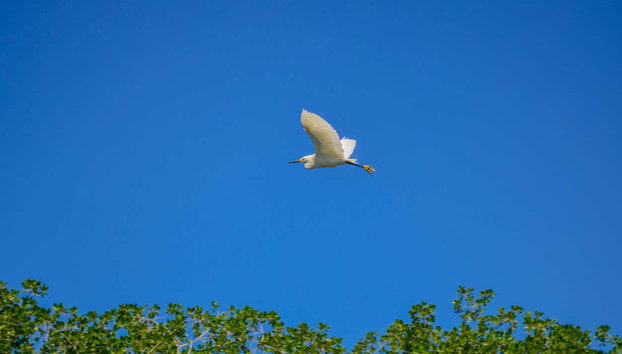Avistamiento de aves en la Ciénaga Grande de Santa Marta - Foto 5, Garza real
