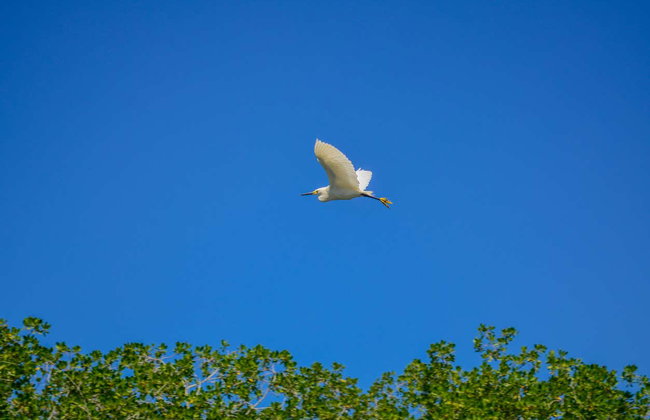 Avistamiento de aves en la Ciénaga Grande de Santa Marta - Foto 5