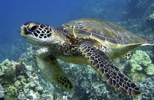 Ground Level Beachfront Studio - Photo 19