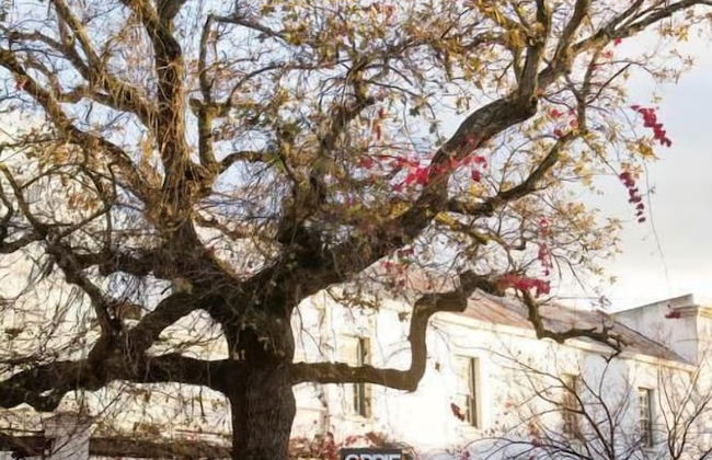 Avemore Jan Cats No 5 - with backup power - Foto 19