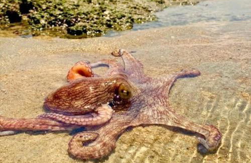 FLECHEIRAS ATLANTICO - Foto 45