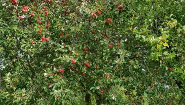 Ferienwohnung - Foto 2, Garden