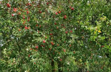 Ferienwohnung - Foto 2