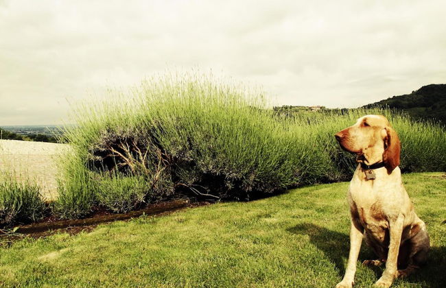 L'Uva e le stelle - Foto 33