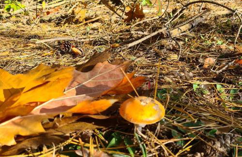 Domek pod Lasem - Foto 12