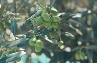 Villa Olea Mare - Mediterranean Comfort and Style - Foto 20