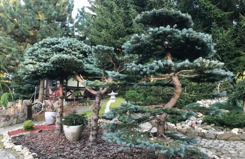 Skalny ogród - Foto 8