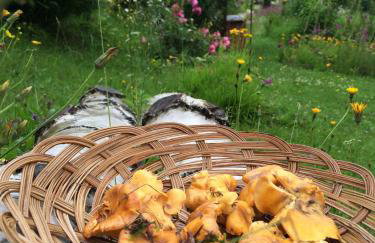 Willa Wierchy - Foto 59