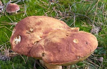 Domek nad jeziorem Guzowy Piec - Foto 18