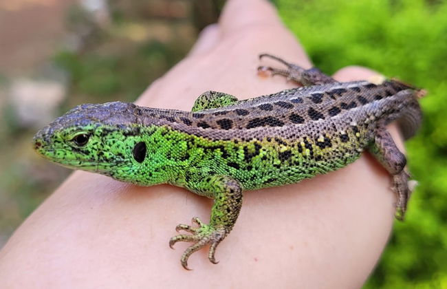 Kamienny Ogród Holiday Park - Foto 36