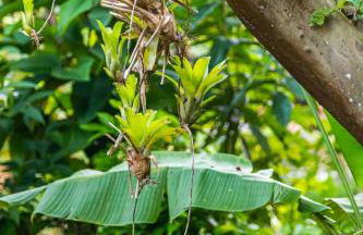 Cambuca Surf Skate - Foto 50