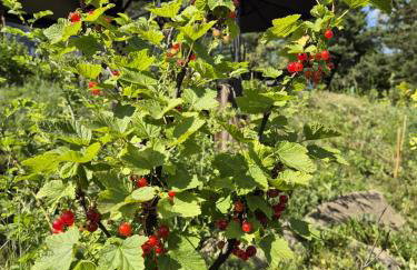 Woodland House 1 - Foto 29