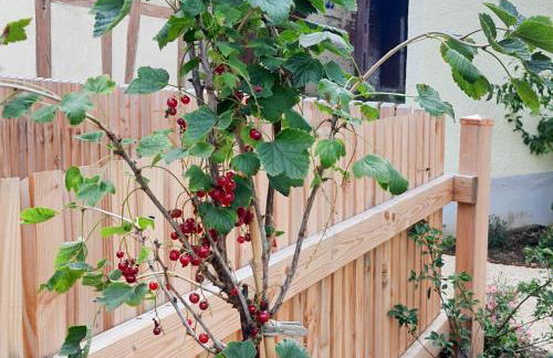 Ferienwohnung am Kirchbrunnen in der Rhön - Foto 48