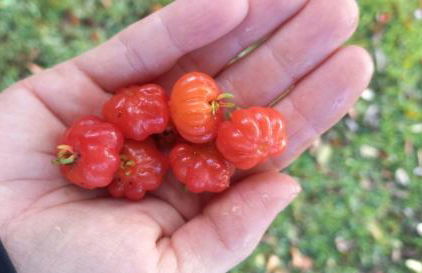 Sítio Topo do Mundo - Pólo Turístico INHOTIM na Serra da Moeda - Foto 78