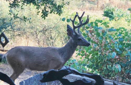 Delilah Ridge Winery Mid Mod Guesthouse - Foto 50