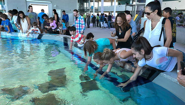 Get ready to see devil rays!