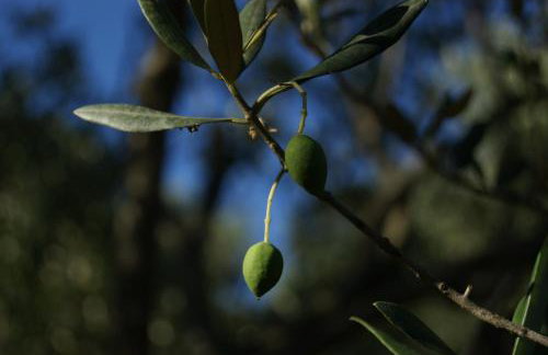 Villa Danny **** - Photo 14