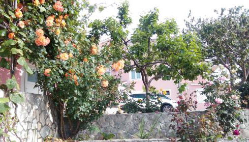 Apartments Marija - Foto 2