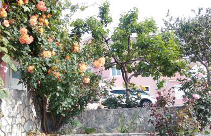 Apartments Marija - Photo 2