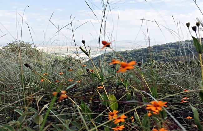 Loft Tree House 1 by Kivoya - Foto 15