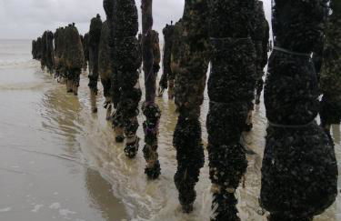 Le Cocon des Dunes - Foto 17