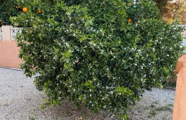 Villa Melocotón - Foto 13