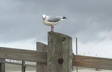 Kastanienhof - Foto 10