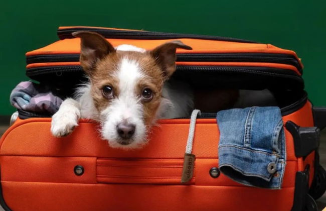 Luxury Family Friendly Home 6 Queen Beds - Foto 30