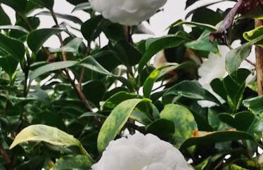 Casa do Alto (top floor apartment) - Foto 65