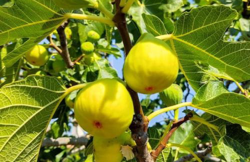 Kuća Lilla - Foto 65