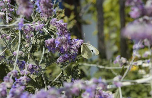 Ferienwohnungen Porisch - Foto 33
