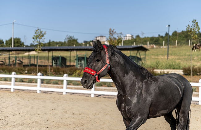 Aronia Bungalow - Photo 57