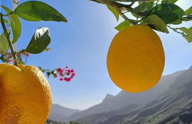 Gästehaus Casa Roca Fataga - Foto 35